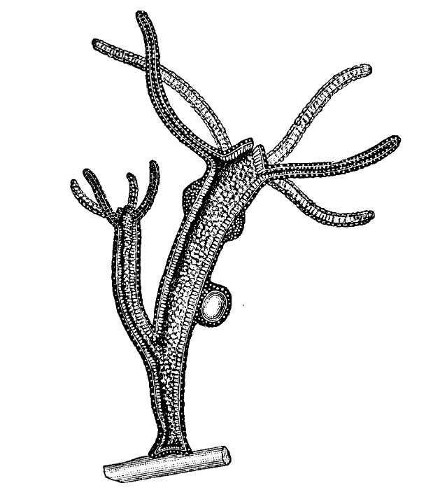 Kraken onion 2024